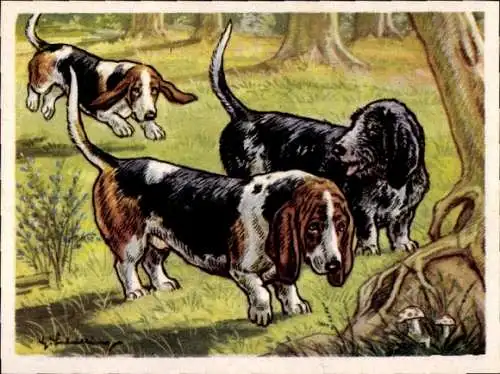 Sammel-Einzelbild Austria Bildwerk Kamerad Hund Serie VI Bild 137, Der Basset