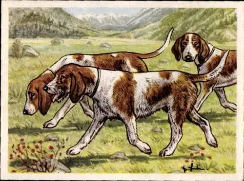 Sammel-Einzelbild Austria Bildwerk Kamerad Hund Serie VI Bild 131, Schweizer Laufhunde