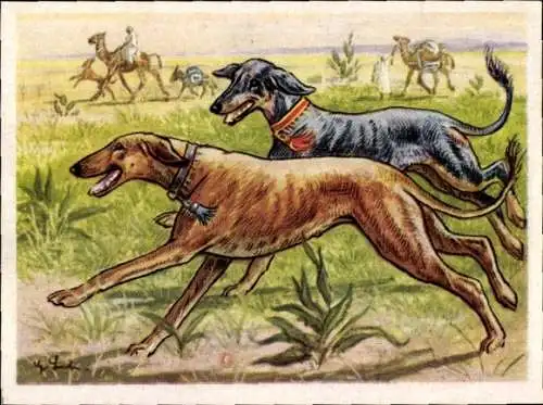 Sammel-Einzelbild Austria Bildwerk Kamerad Hund Serie VI Bild 145, Der Arabische Windhund