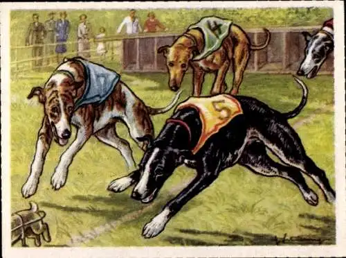 Sammel-Einzelbild Austria Bildwerk Kamerad Hund Serie VI Bild 147, Windhundrennen mit Greyhounds