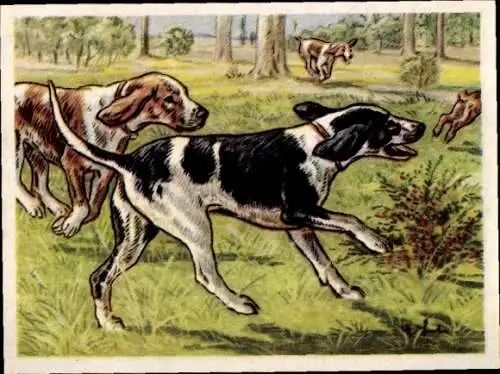 Sammel-Einzelbild Austria Bildwerk Kamerad Hund Serie VI Bild 139, Der Hasenhund / Harrier