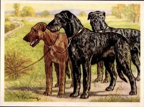 Sammel-Einzelbild Austria Bildwerk Kamerad Hund Serie VI Bild 141, Der Irische Wolfshund