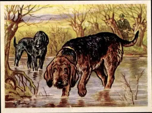 Sammel-Einzelbild Austria Bildwerk Kamerad Hund Serie VI Bild 136, Der Otterhund