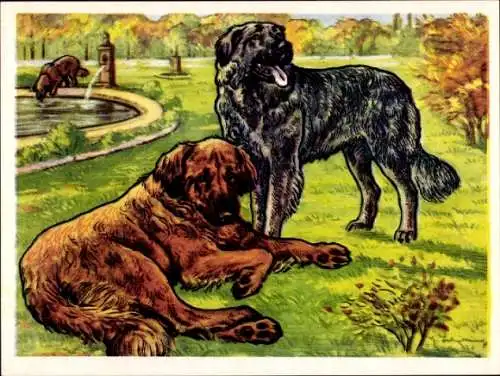 Sammel-Einzelbild Austria Bildwerk Kamerad Hund Serie I Bild 16, Der Leonberger