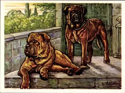 Sammel-Einzelbild Austria Bildwerk Kamerad Hund Serie I Bild 22, Die Bordeauxdogge