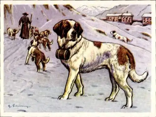 Sammel-Einzelbild Austria Bildwerk Kamerad Hund Serie I Bild 14, Der Bernhardiner