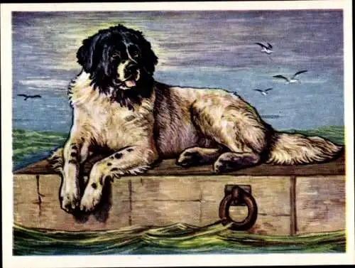 Sammel-Einzelbild Austria Bildwerk Kamerad Hund Serie I Bild 12, Der Landseer