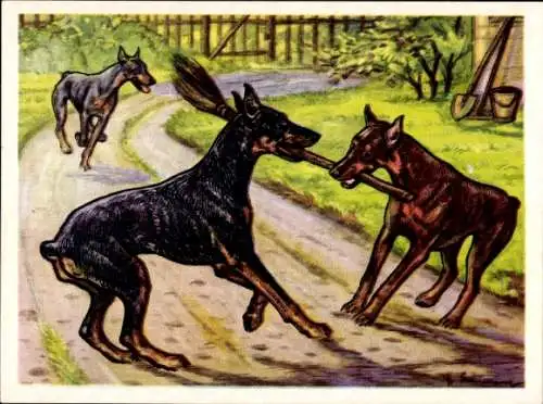 Sammel-Einzelbild Austria Bildwerk Kamerad Hund Serie I Bild 5, Der Dobermann