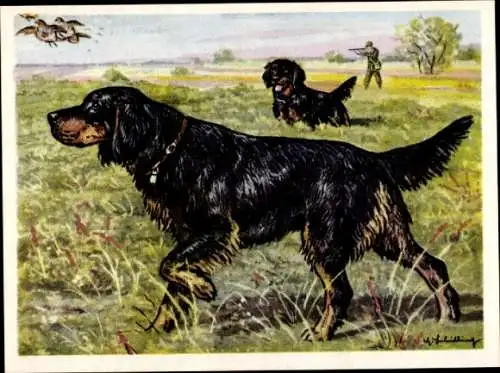 Sammel-Einzelbild Austria Bildwerk Kamerad Hund Serie V Bild 115, Der Schottische- / Gordon-Setter