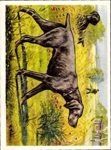 Sammel-Einzelbild Austria Bildwerk Kamerad Hund Serie V Bild 117, Der Weimaraner