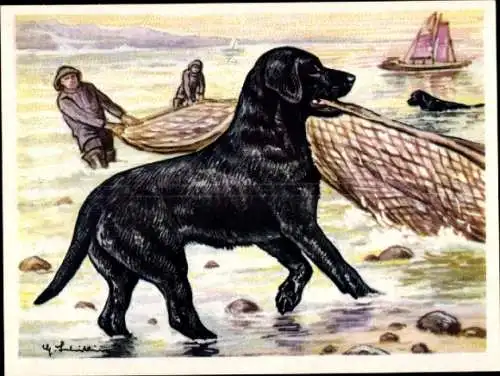 Sammel-Einzelbild Austria Bildwerk Kamerad Hund Serie V Bild 112, Der Labradorhund