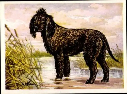 Sammel-Einzelbild Austria Bildwerk Kamerad Hund Serie V Bild 110, Der Irische Wasserspaniel