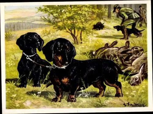 Sammel-Einzelbild Austria Bildwerk Kamerad Hund Serie V Bild 104, Der Zwergdackel