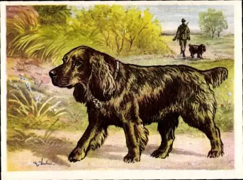 Sammel-Einzelbild Austria Bildwerk Kamerad Hund Serie V Bild 108, Der Sussexspaniel