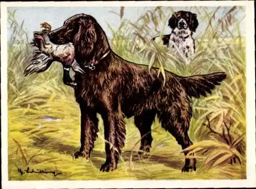 Sammel-Einzelbild Austria Bildwerk Kamerad Hund Serie V Bild 123, Deutsch-Langhaar