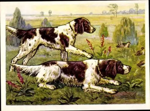 Sammel-Einzelbild Austria Bildwerk Kamerad Hund Serie V Bild 125, Der kleine Münsterländer