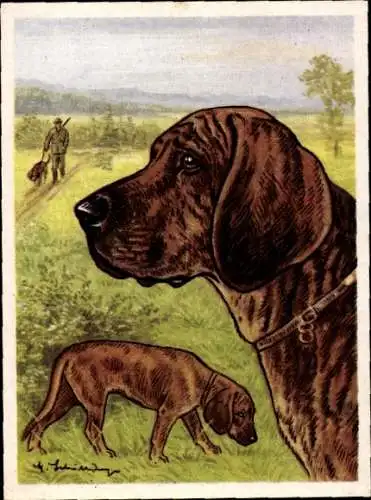 Sammel-Einzelbild Austria Bildwerk Kamerad Hund Serie VI Bild 135, Der Hannoversche Schweißhund