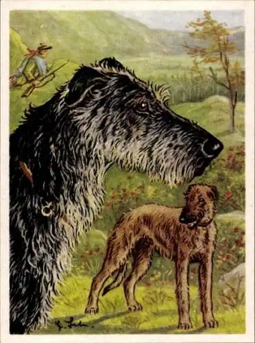 Sammel-Einzelbild Austria Bildwerk Kamerad Hund Serie VI Bild 140, Der Schottische Hirschhund