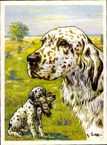 Sammel-Einzelbild Austria Bildwerk Kamerad Hund Serie V Bild 113, Der englische Setter