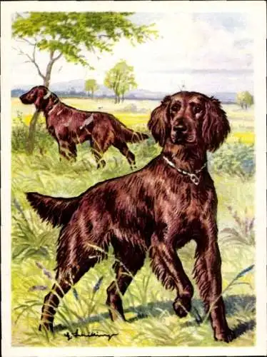 Sammel-Einzelbild Austria Bildwerk Kamerad Hund Serie V Bild 114, Der Irische Setter