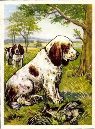 Sammel-Einzelbild Austria Bildwerk Kamerad Hund Serie V Bild 109, Der Clumberspaniel