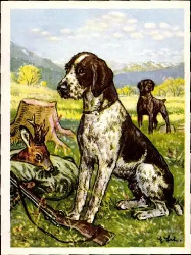 Sammel-Einzelbild Austria Bildwerk Kamerad Hund Serie V Bild 121, Deutsch Drahthaar