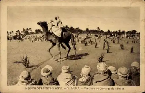 Ak Aflou Algerian, Méhara-Dressurwettbewerb