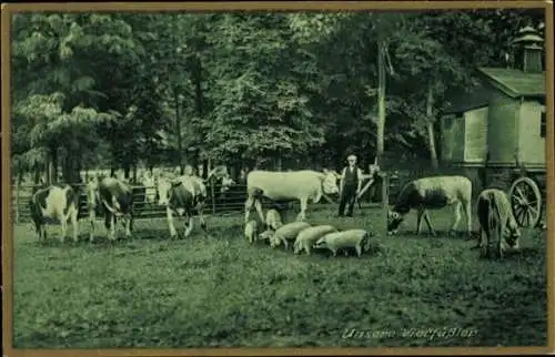Ak Bad Orb im Spessart Hessen, Spessart-Sanatorium, unsere Vierfüßler, Kühe, Schweine