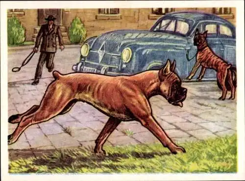 Sammel-Einzelbild Austria Bildwerk Kamerad Hund Serie I Bild 6, Der Deutsche Boxer