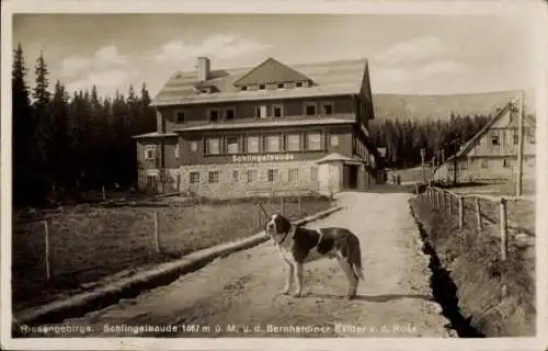 Ak Karpacz Krummhübel Riesengebirge Schlesien, Schlingelbaude, Bernhardiner Balder v. d. Rose