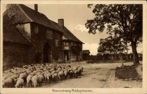 Ak Riddagshausen Braunschweig in Niedersachsen, Schafherde