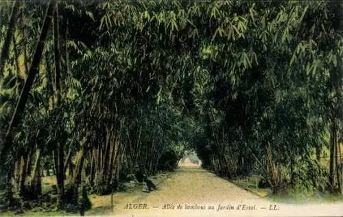 Ak Algier Algier Algerier, Gasse