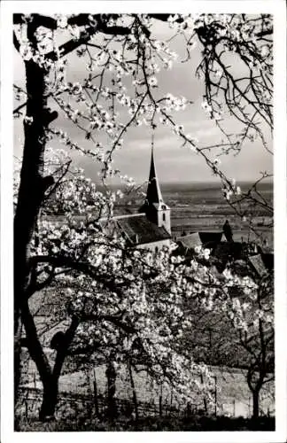 Ak Hambach Neustadt an der Weinstraße, Teilansicht, Kirche, Baumblüte