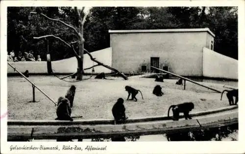 Ak Bismarck Gelsenkirchen im Ruhrgebiet, Ruhr-Zoo, Affeninsel