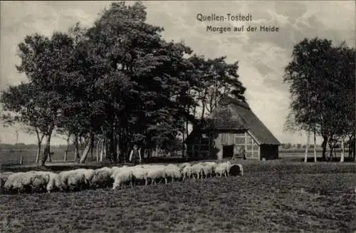 Ak Tostedt in Niedersachsen, Morgen auf der Heide