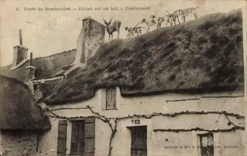 Ak Rambouillet Yvelines, Hallali sur un toit, a Gambaiseul