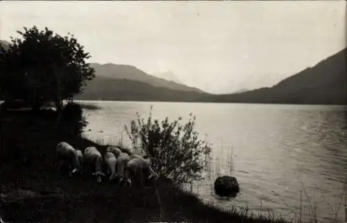 Foto Ak Schafe grasen an einem Seeufer, Panorama