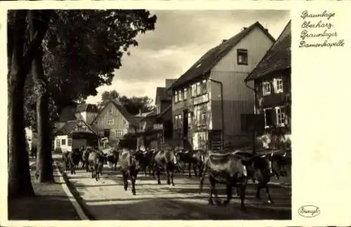 Ak Braunlage im Oberharz, Kuhherde auf der Straße