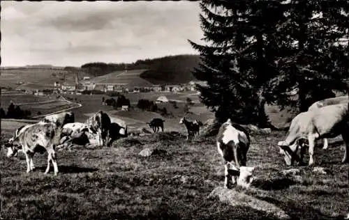 Ak Schönwald im Schwarzwald, Kuhherde, Panorama