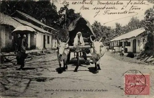 Ak Ceylon Sri Lanka, Route von Peradeniya nach Kandy, Rinderfuhrwerk, Wasserbüffel