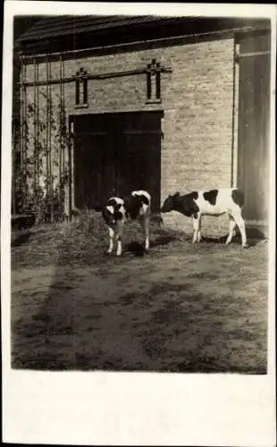 Foto Ak Freienthal Damelang Planebruch in Brandenburg, Kühe, Bauernhof