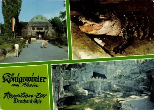 Ak Königswinter am Rhein, Reptilien-Zoo Drachenhöhle