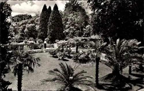 Ak Insel Mainau im Bodensee, Palmenhain