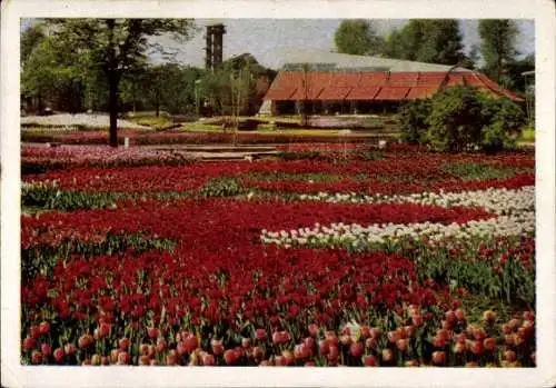 Ak Hamburg, Gartenbau-Ausstellung, 1953, Tulpenfelder, Tropenhaus, Philips-Turm