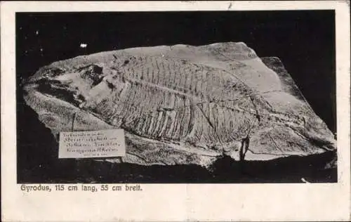 Ak Langenaltheim in Mittelfranken, Gyrodus, Fossil, Johann Zischler Steinbruchbesitzer