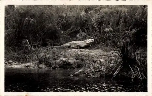 Ak RD Kongo Zaire, Pointe Noire, Kaiman am Fluss Loeme