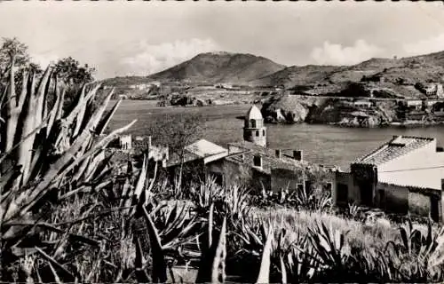 Ak Collioure Pyrénées-Orientales, seine Aloe