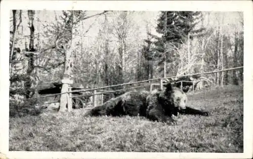 Foto Ak Braunbär, Wiese, Wald, Fuhrwerk