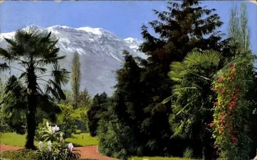 Ak Bergspitze, Gartenanlagen, Bäume