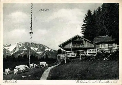 Ak Bad Tölz im Isartal Oberbayern, Waldherralm m. Benediktenwand, Kühe, Maibaum